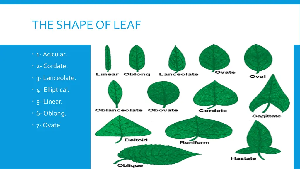 the shape of leaf