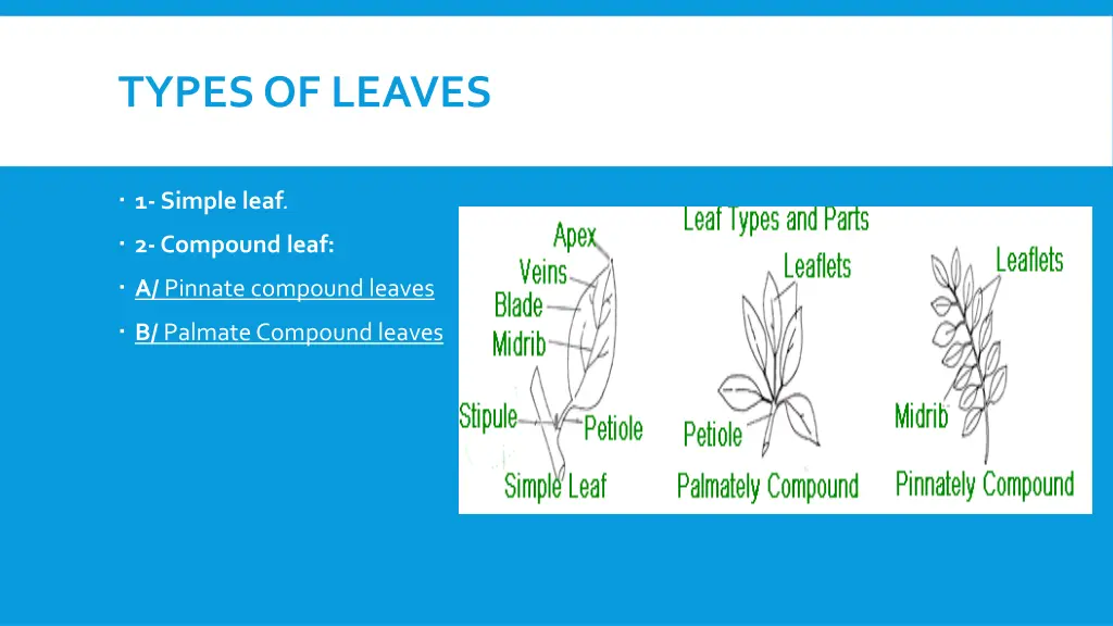 types of leaves 1