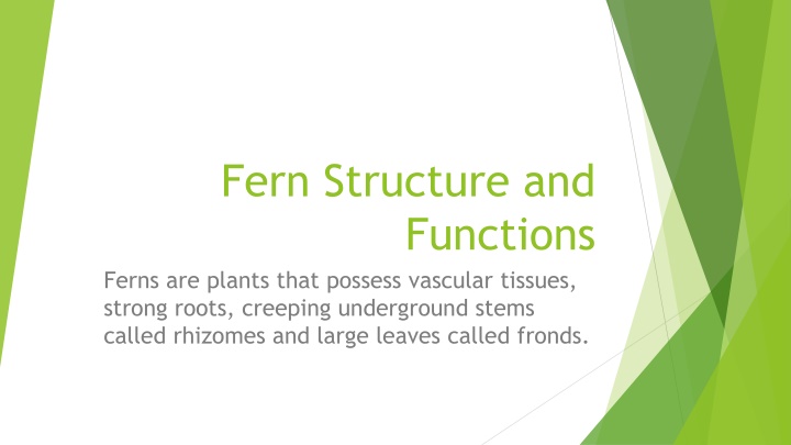 fern structure and functions ferns are plants