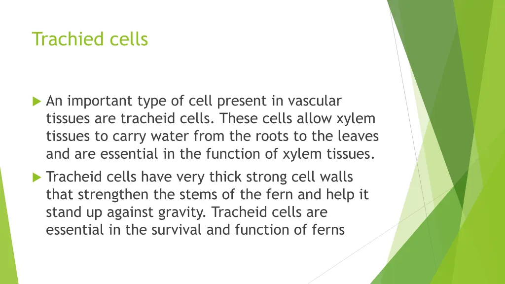 trachied cells