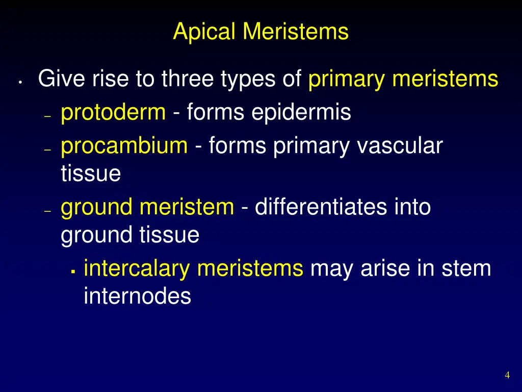 apical meristems