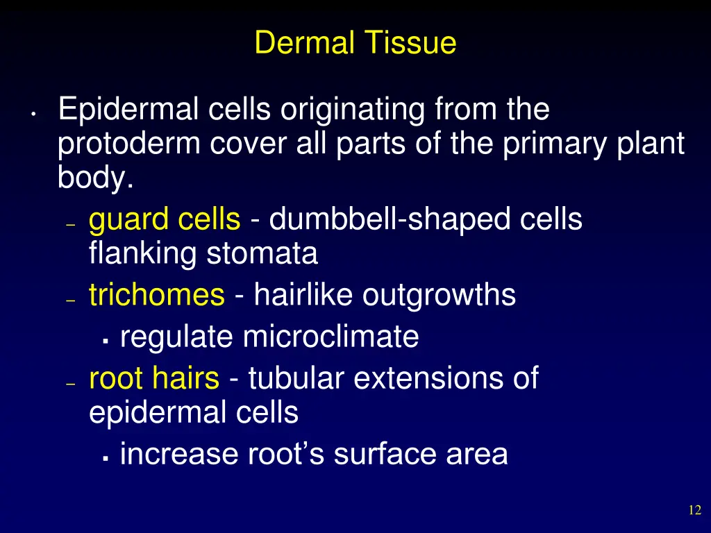 dermal tissue