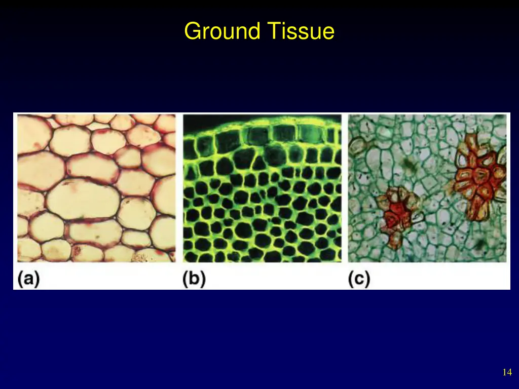 ground tissue 1