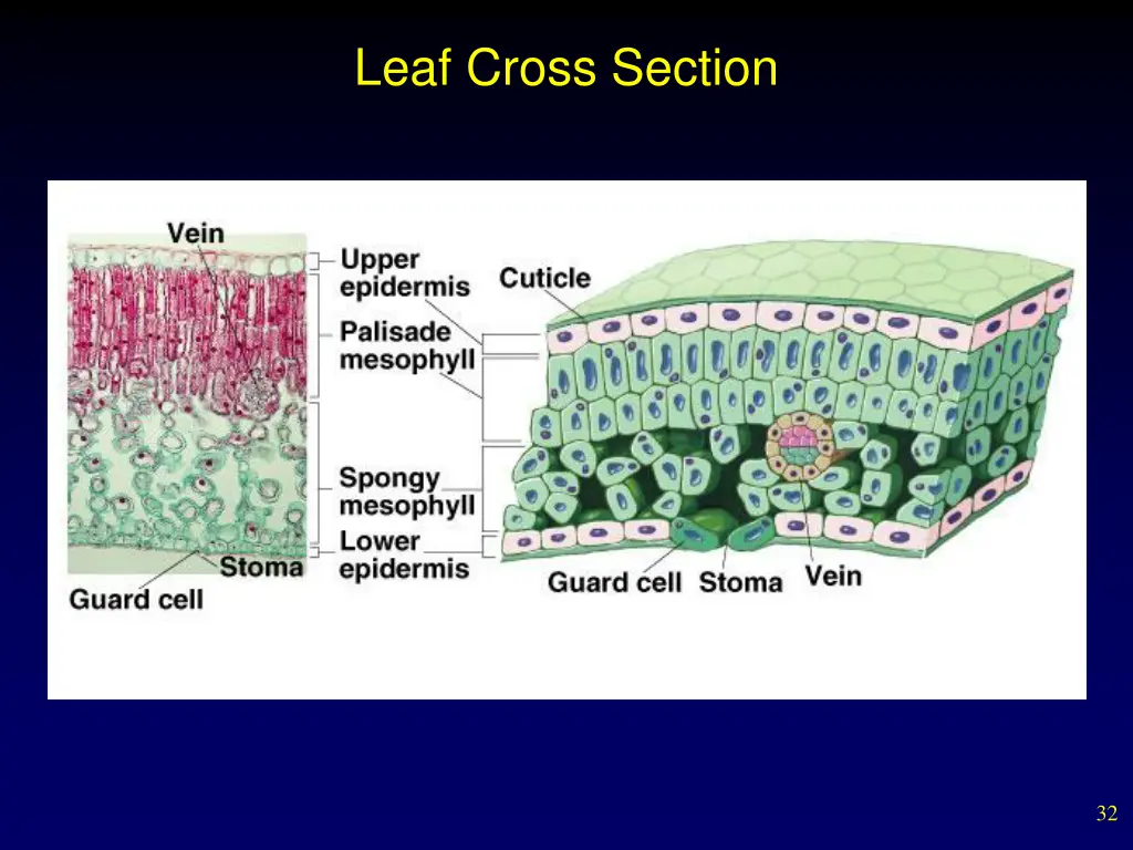 leaf cross section