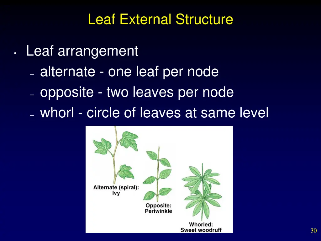 leaf external structure 1