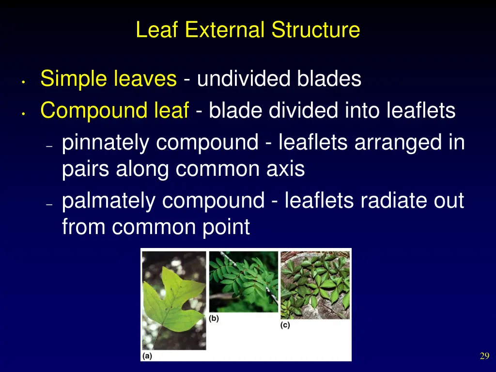 leaf external structure