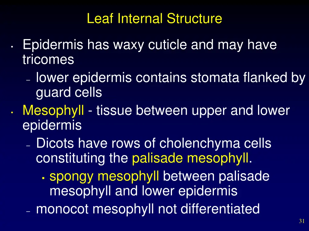 leaf internal structure