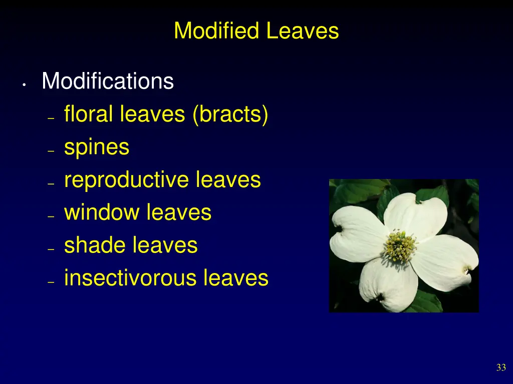 modified leaves