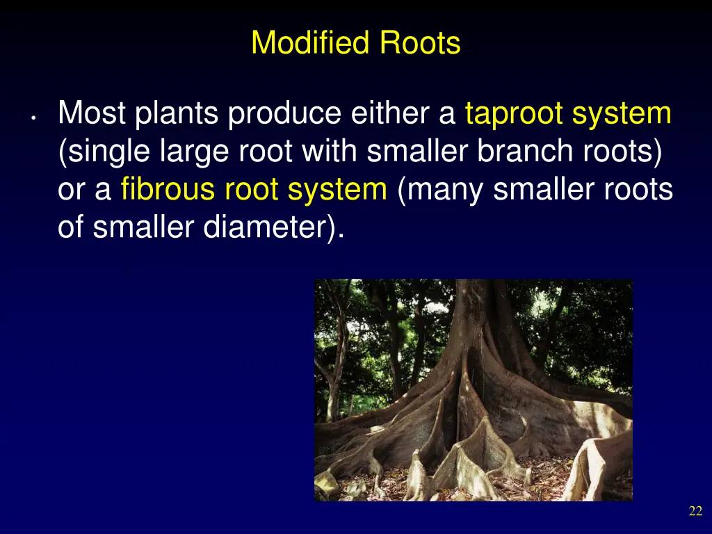 modified roots