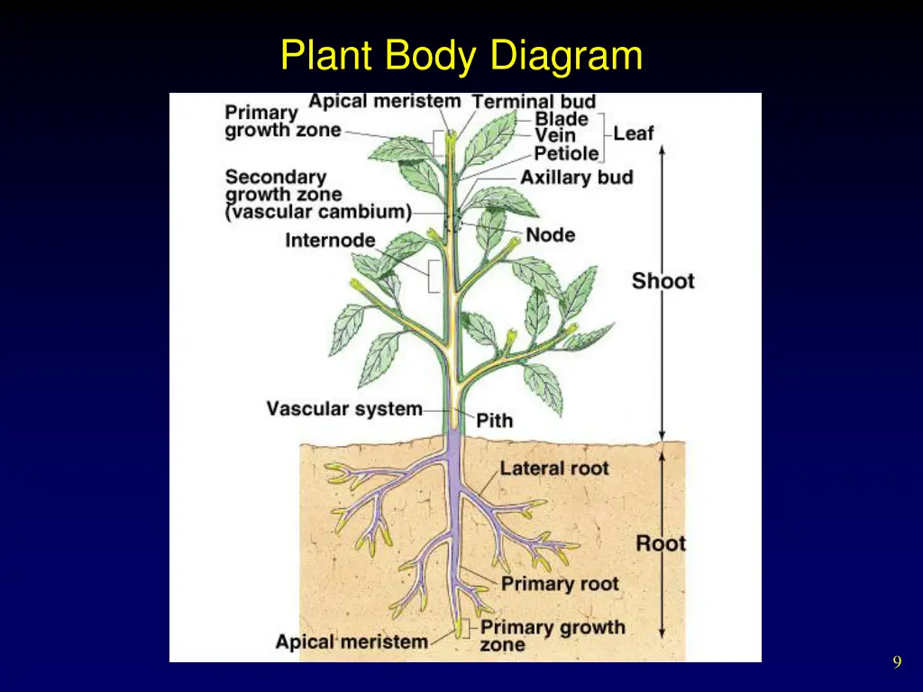 plant body diagram