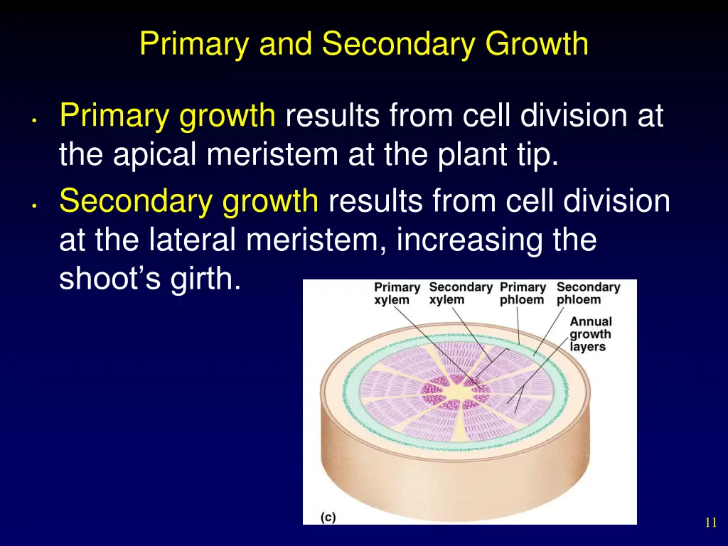 primary and secondary growth