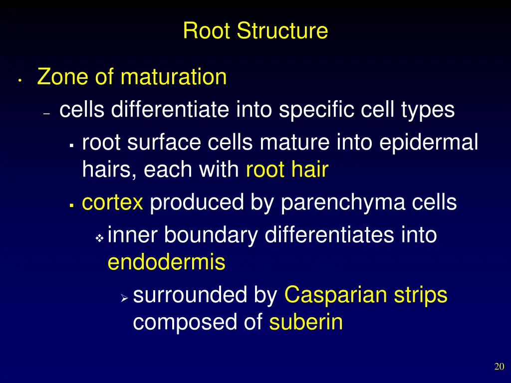 root structure 1