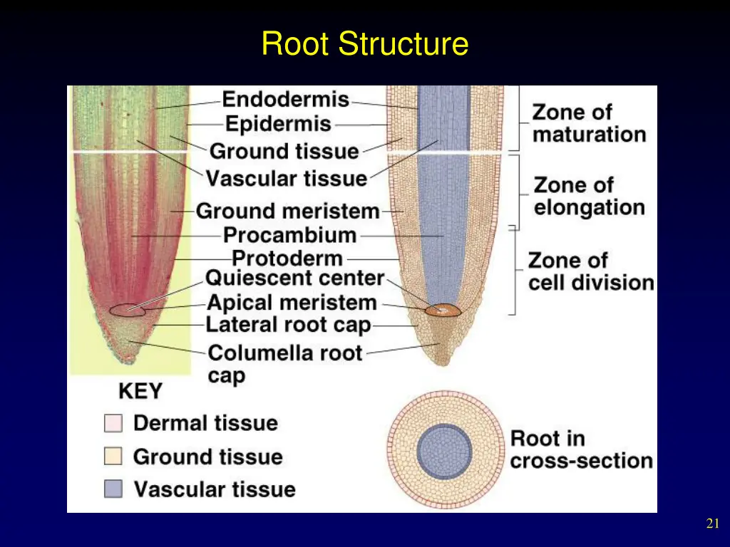 root structure 2