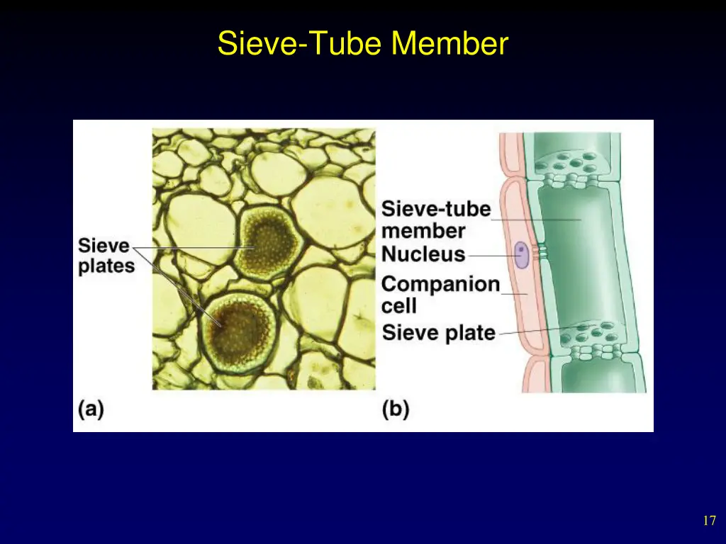 sieve tube member