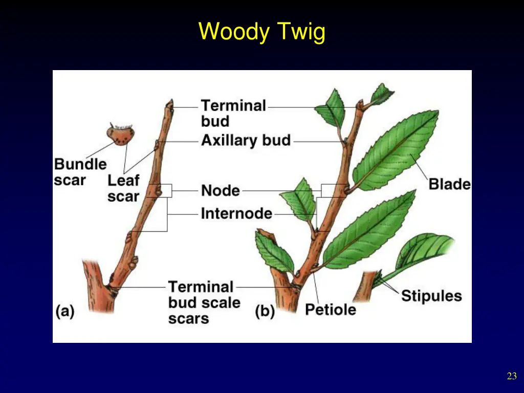 woody twig