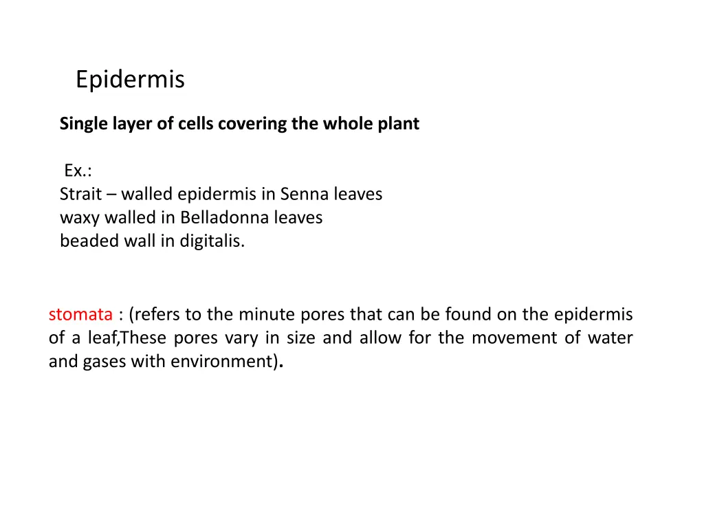 epidermis