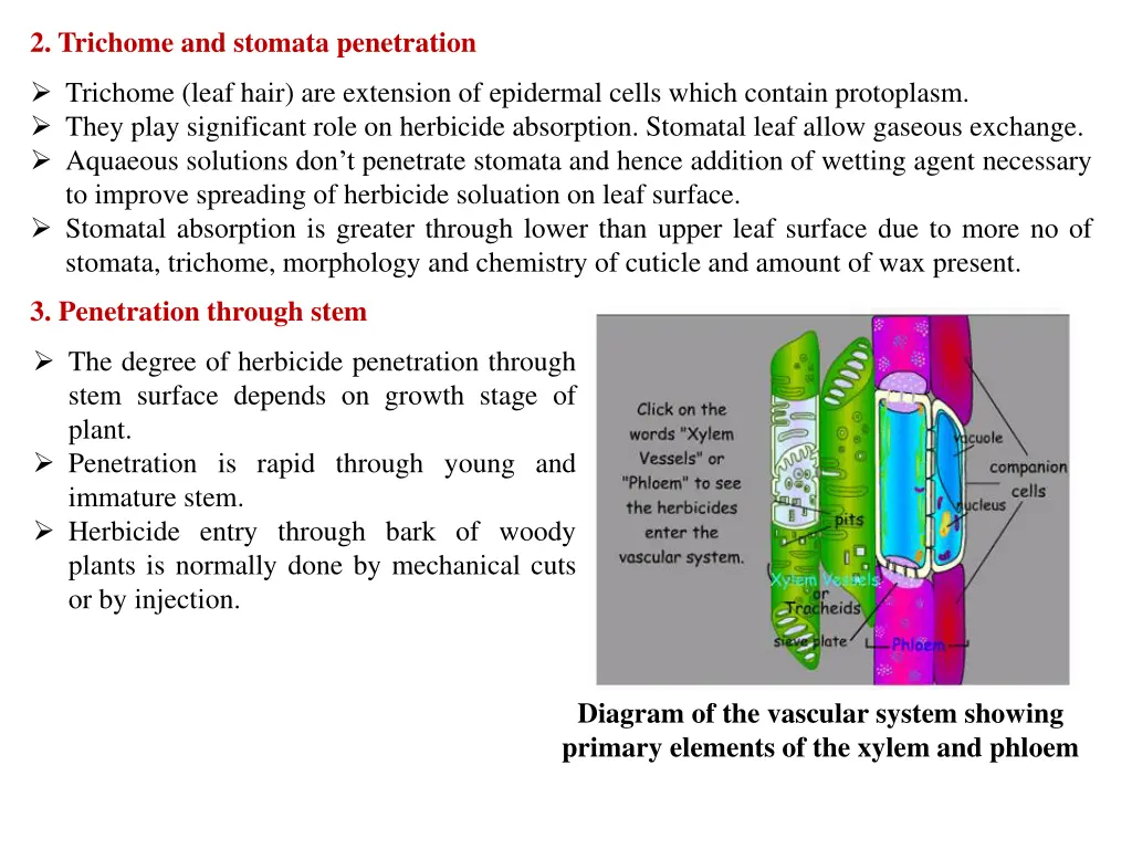 2 trichome and stomata penetration