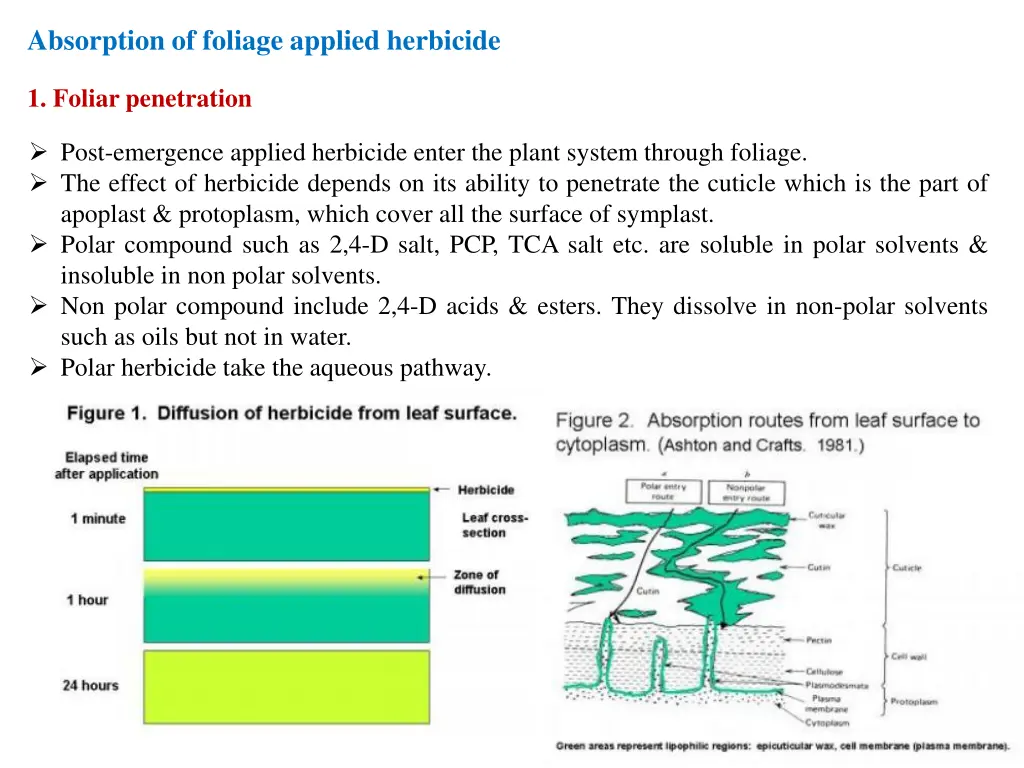 absorption of foliage applied herbicide