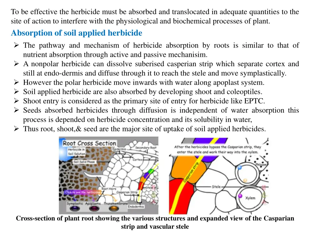 to be effective the herbicide must be absorbed