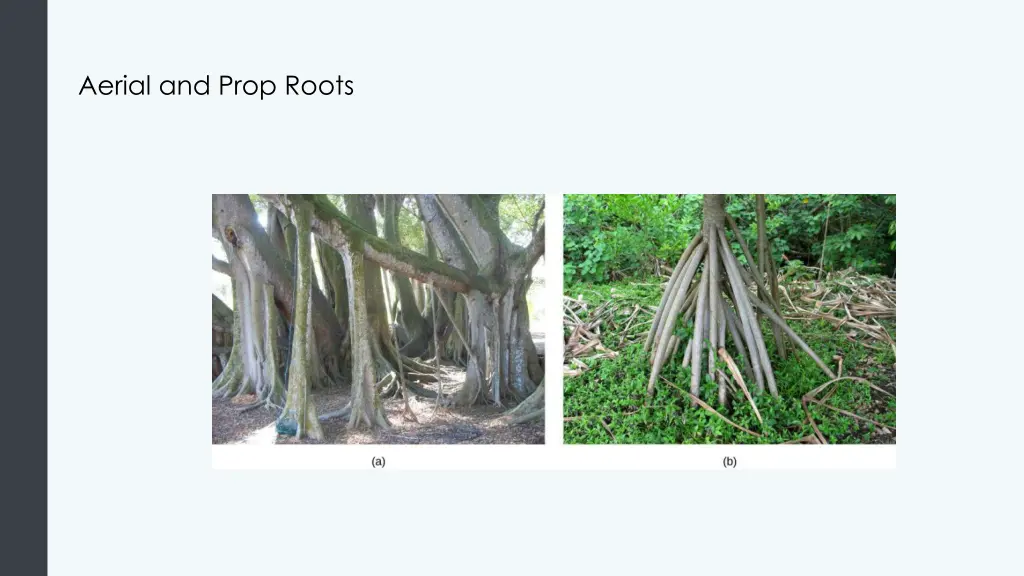 aerial and prop roots