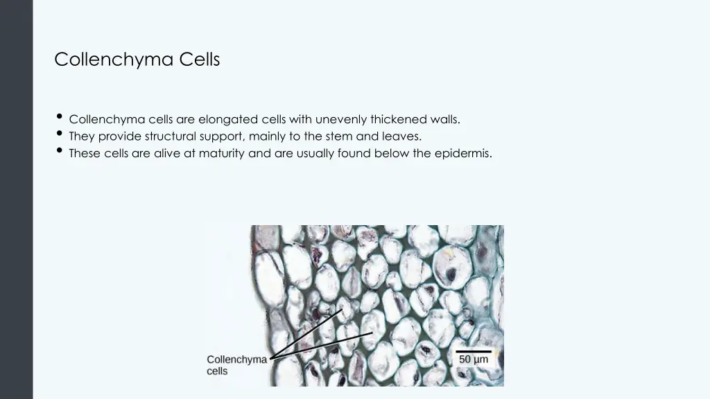 collenchyma cells