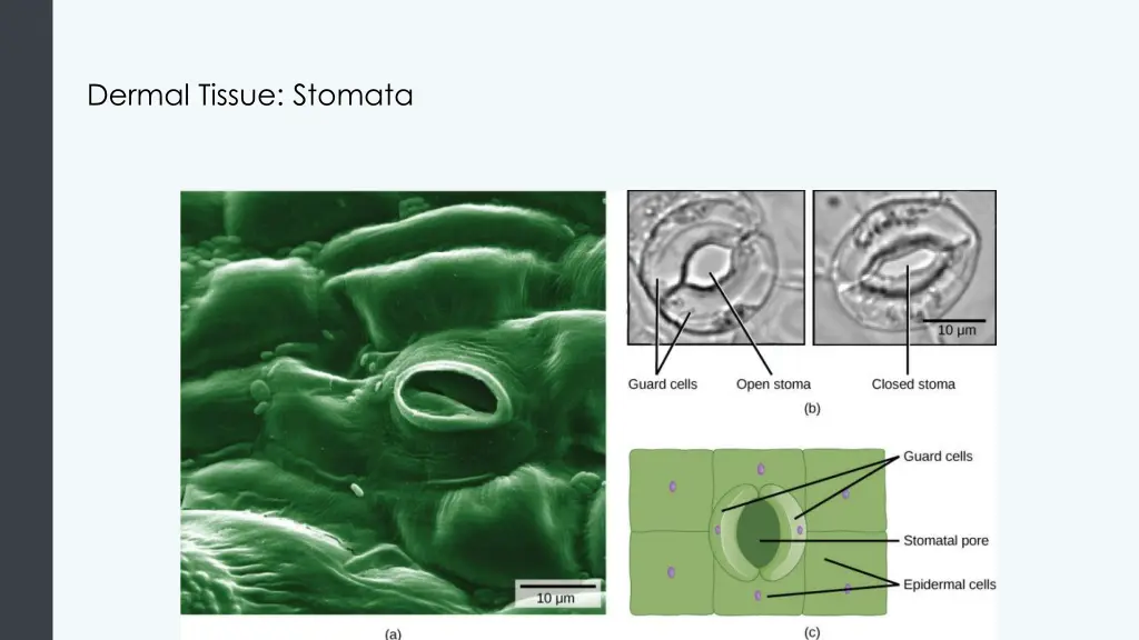 dermal tissue stomata