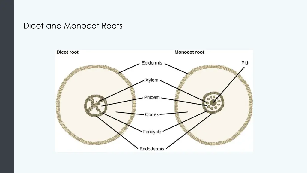 dicot and monocot roots