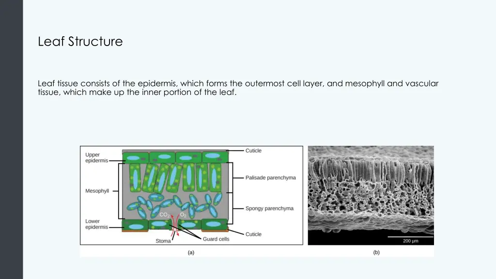 leaf structure