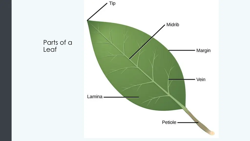 parts of a leaf