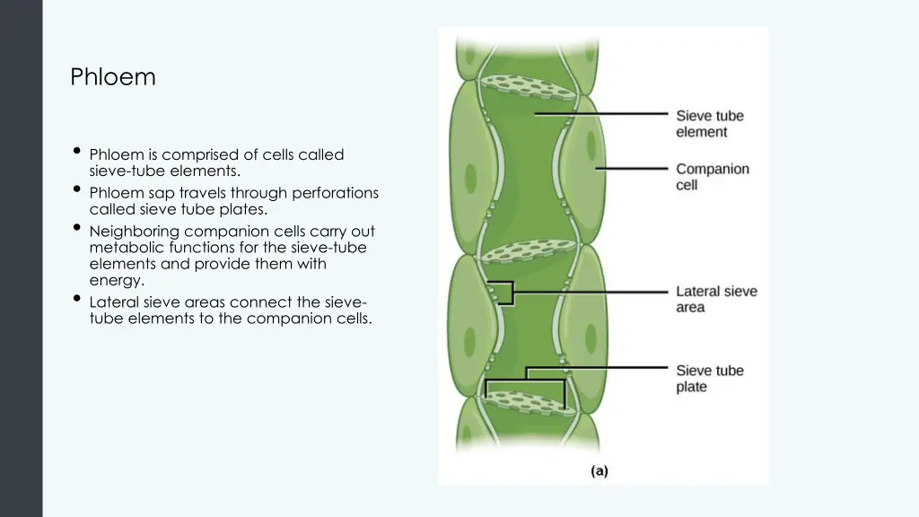 phloem