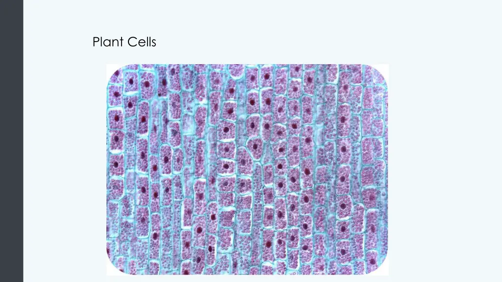 plant cells