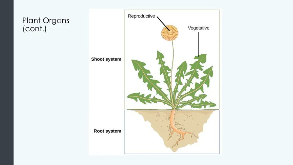 plant organs cont