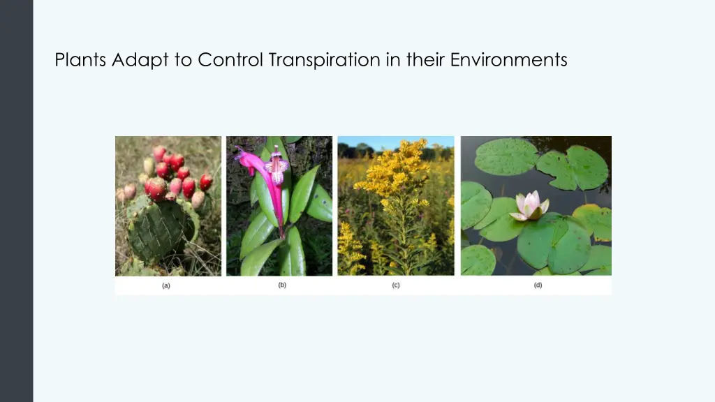 plants adapt to control transpiration in their