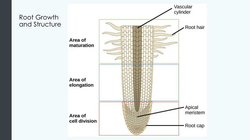 root growth and structure