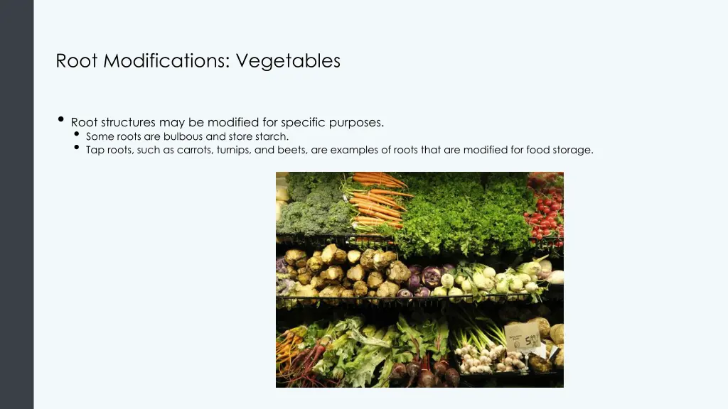 root modifications vegetables