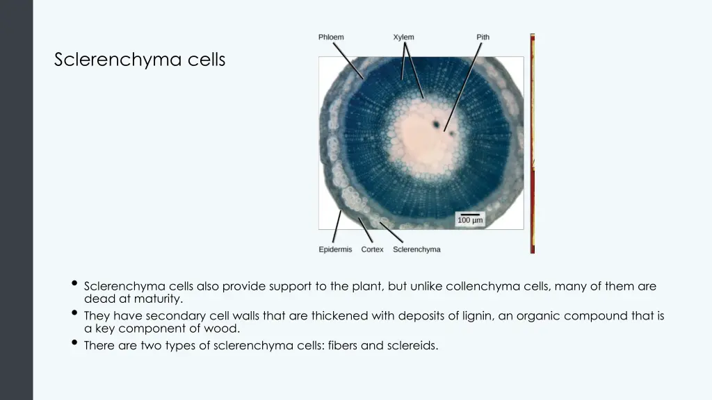 sclerenchyma cells