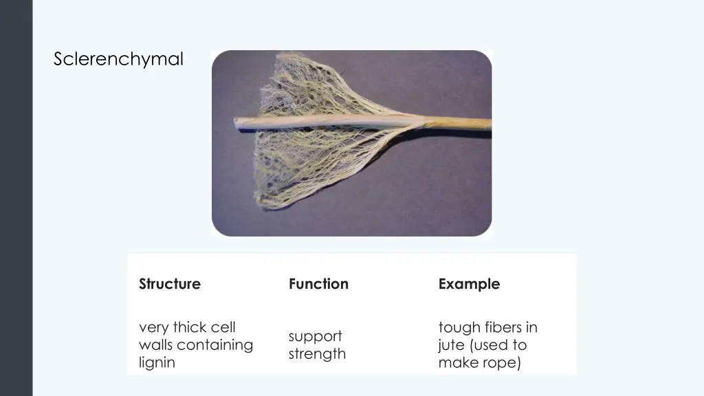 sclerenchymal