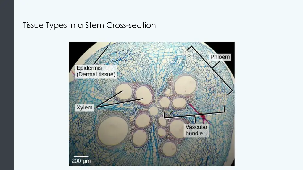 tissue types in a stem cross section