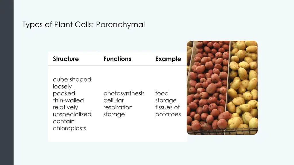 types of plant cells parenchymal