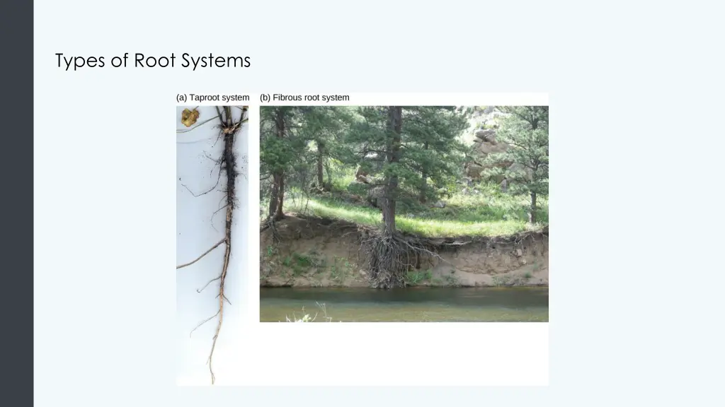 types of root systems