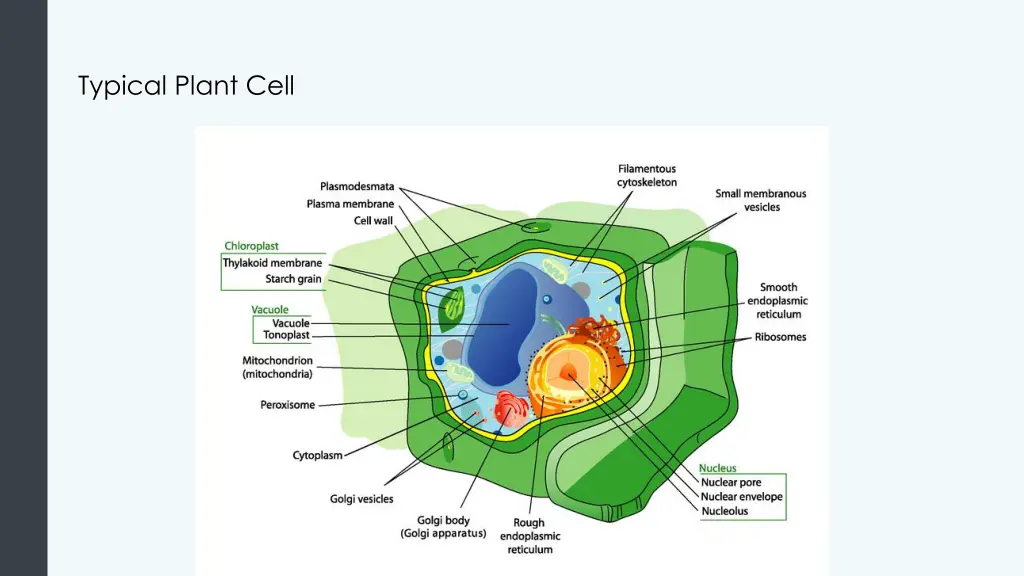 typical plant cell