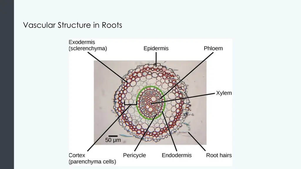 vascular structure in roots