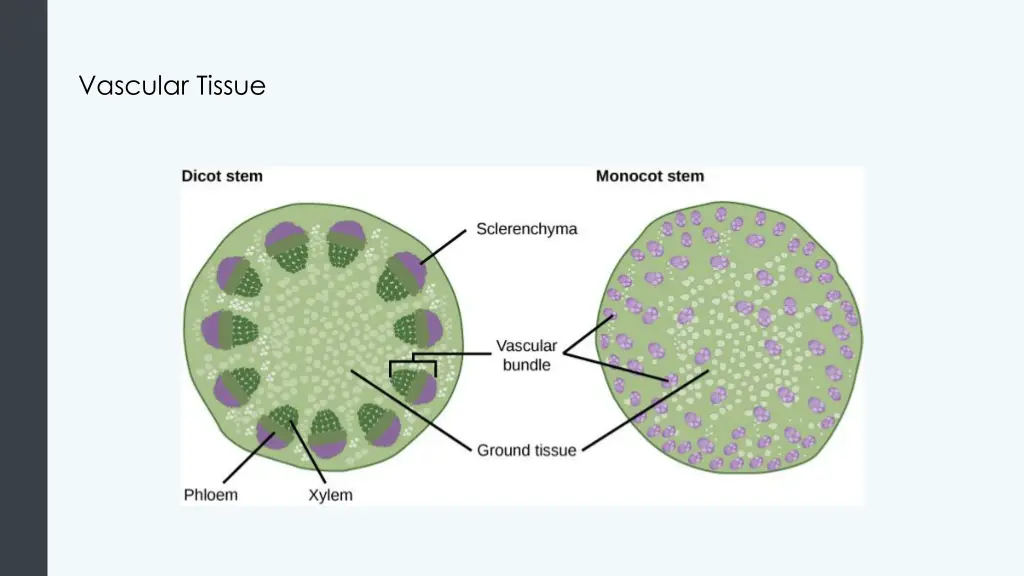 vascular tissue