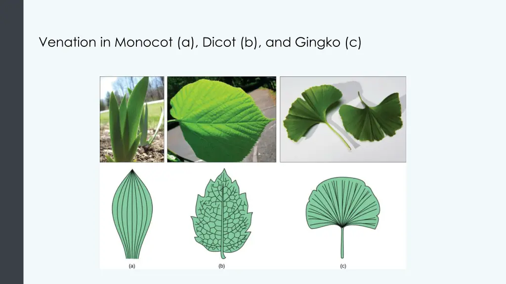 venation in monocot a dicot b and gingko c