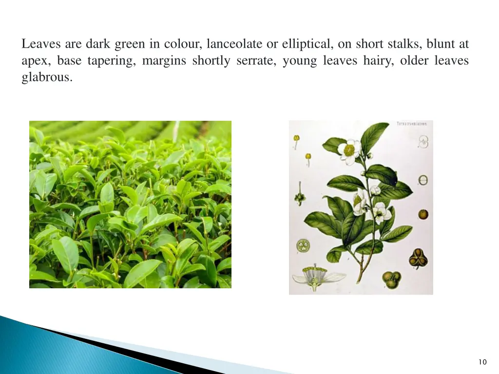 leaves are dark green in colour lanceolate