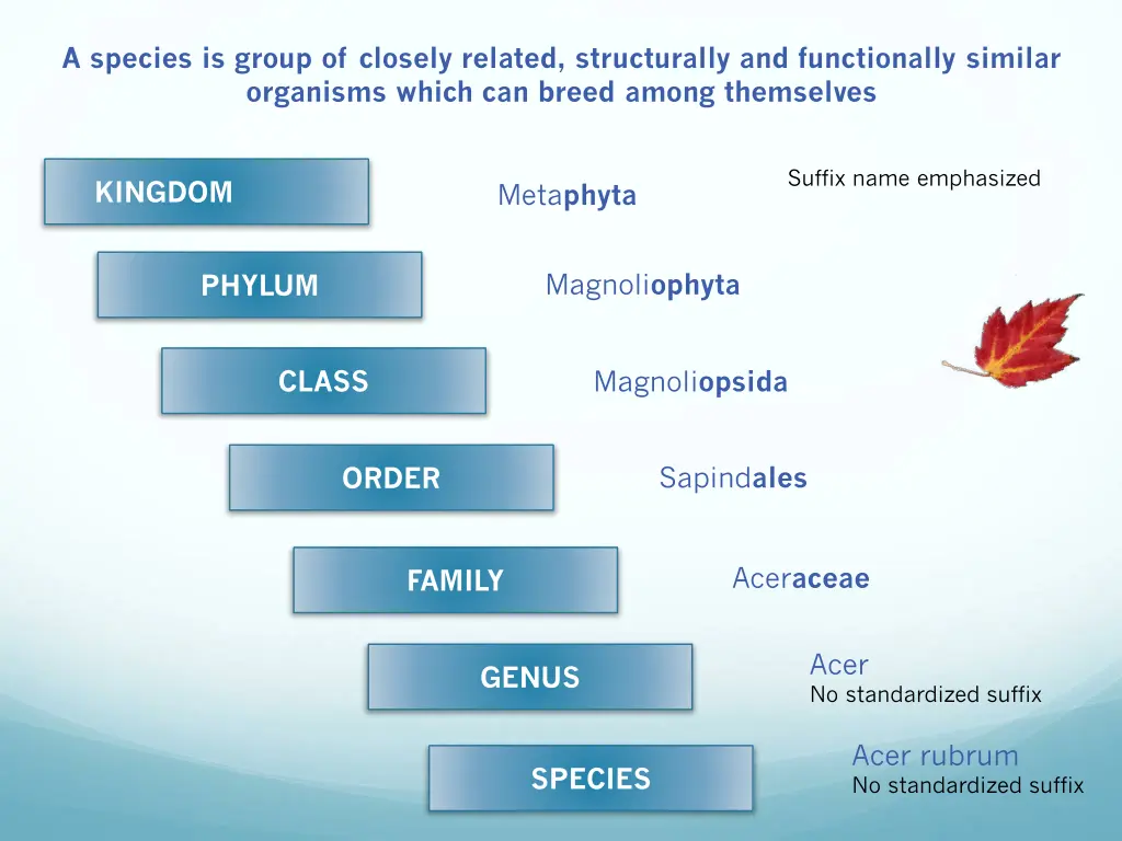 a species is group of closely related