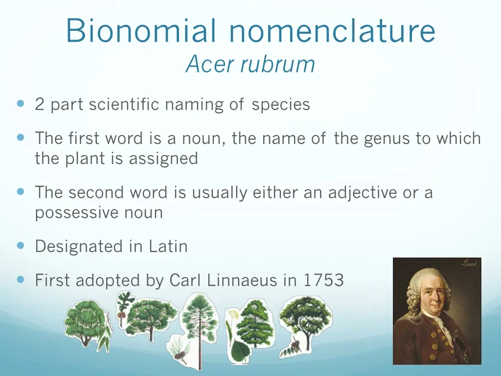 bionomial nomenclature acer rubrum