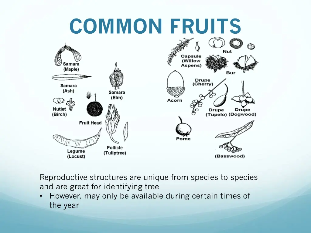 common fruits