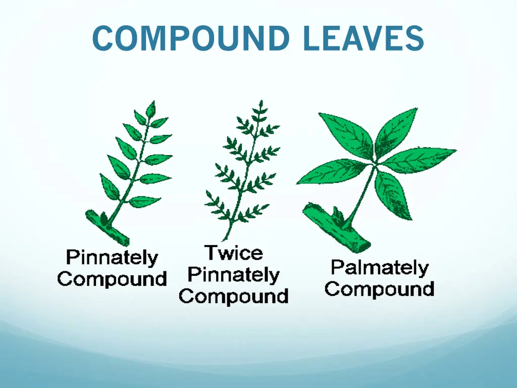 compound leaves