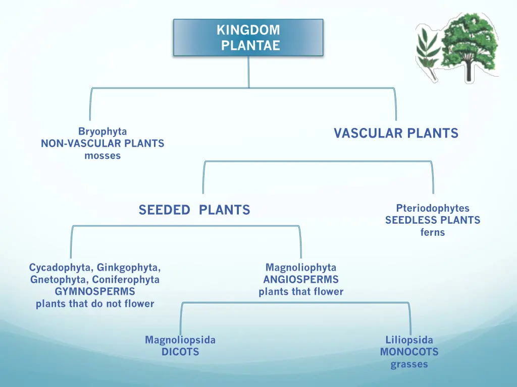 kingdom plantae